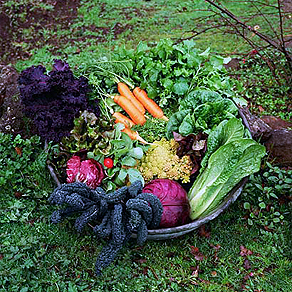 Vegetable Gardening Supplies in Rockford